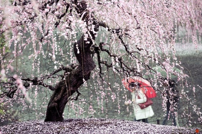Сезон цветения сакуры в Японии этой весной начнётся раньше